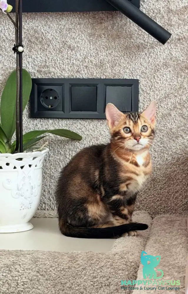 Bazzi Bengal male black tabby - live animals