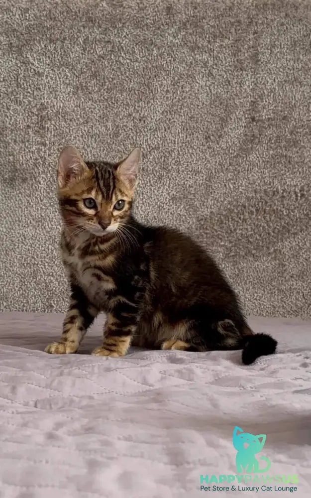 Bazzi Bengal male black tabby - live animals