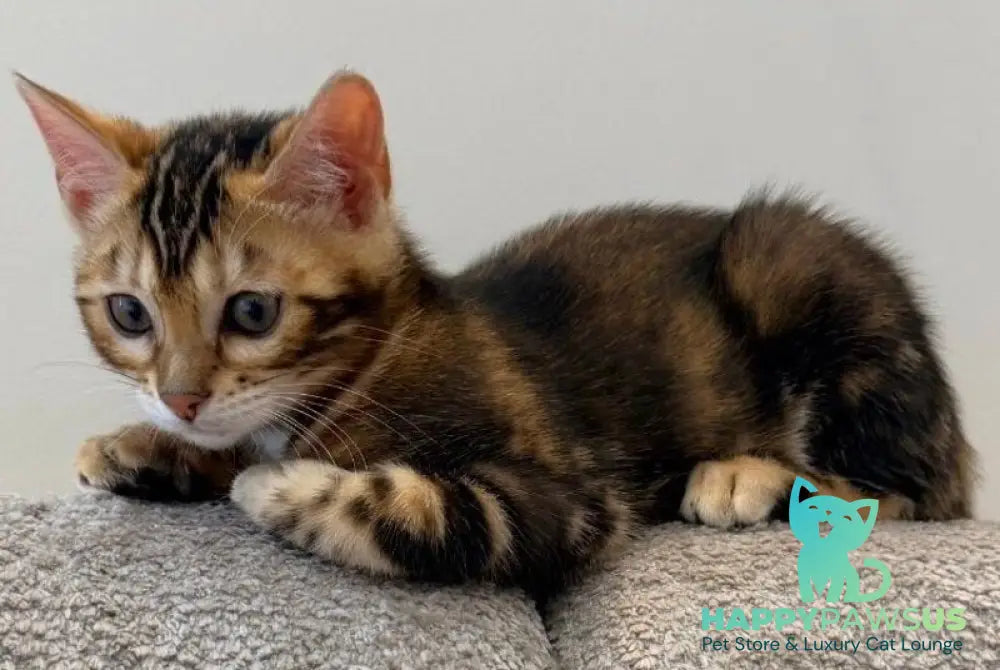 Bazzi Bengal male black tabby - live animals