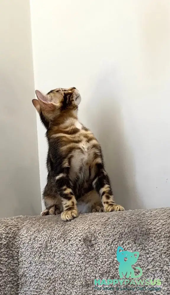 Bazzi Bengal male black tabby - live animals