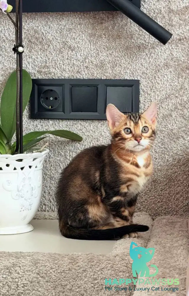 Bazzi Bengal male black tabby - live animals