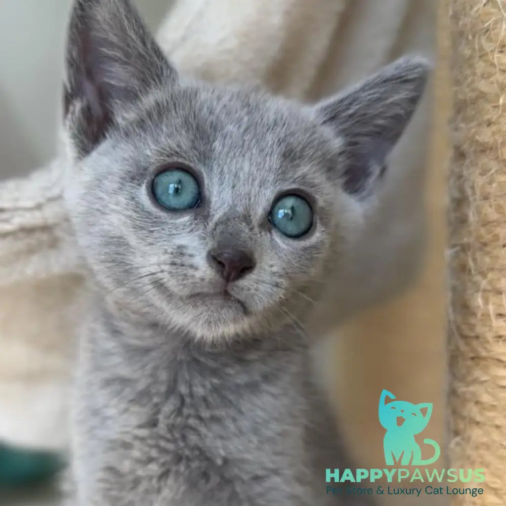 Beatrice Victory Grace Russian Blue female blue - live animals