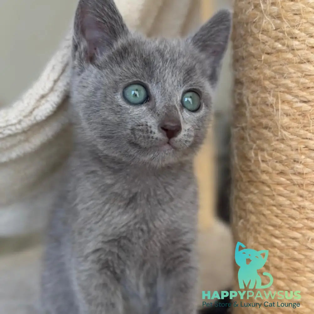 Beatrice Victory Grace Russian Blue female blue - live animals
