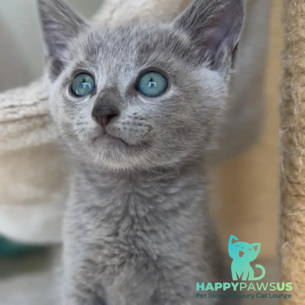 Beatrice Victory Grace Russian Blue female blue - live animals