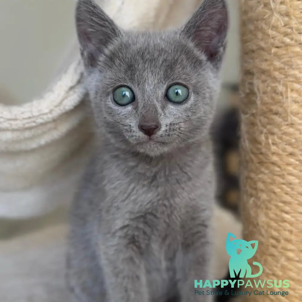 Beatrice Victory Grace Russian Blue female blue - live animals