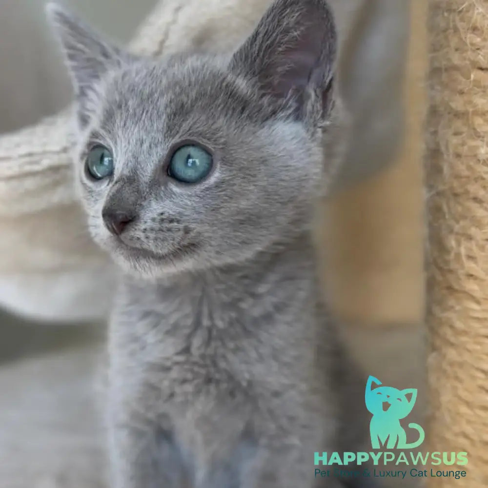 Beatrice Victory Grace Russian Blue female blue - live animals