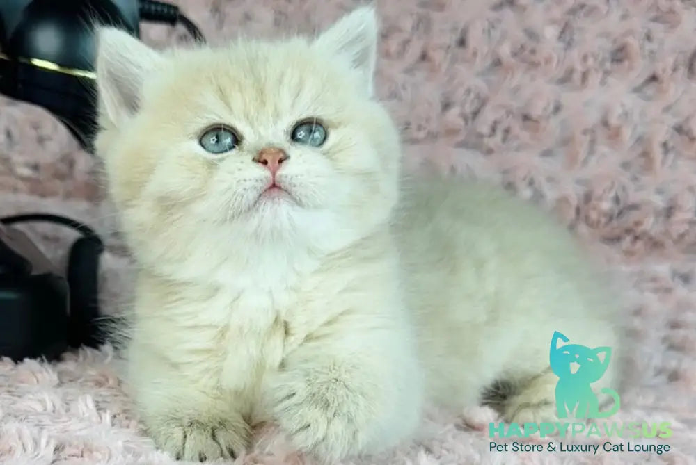 Beautiful Anita British Shorthair female lilac golden spotted tabby - live animals