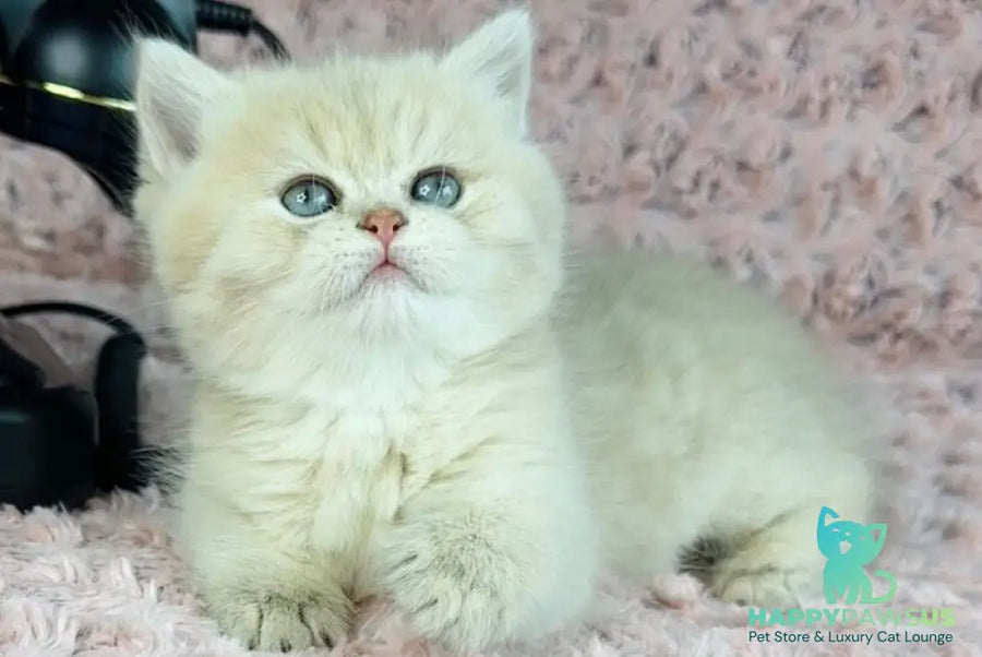 Beautiful Anita British Shorthair female lilac golden spotted tabby - live animals