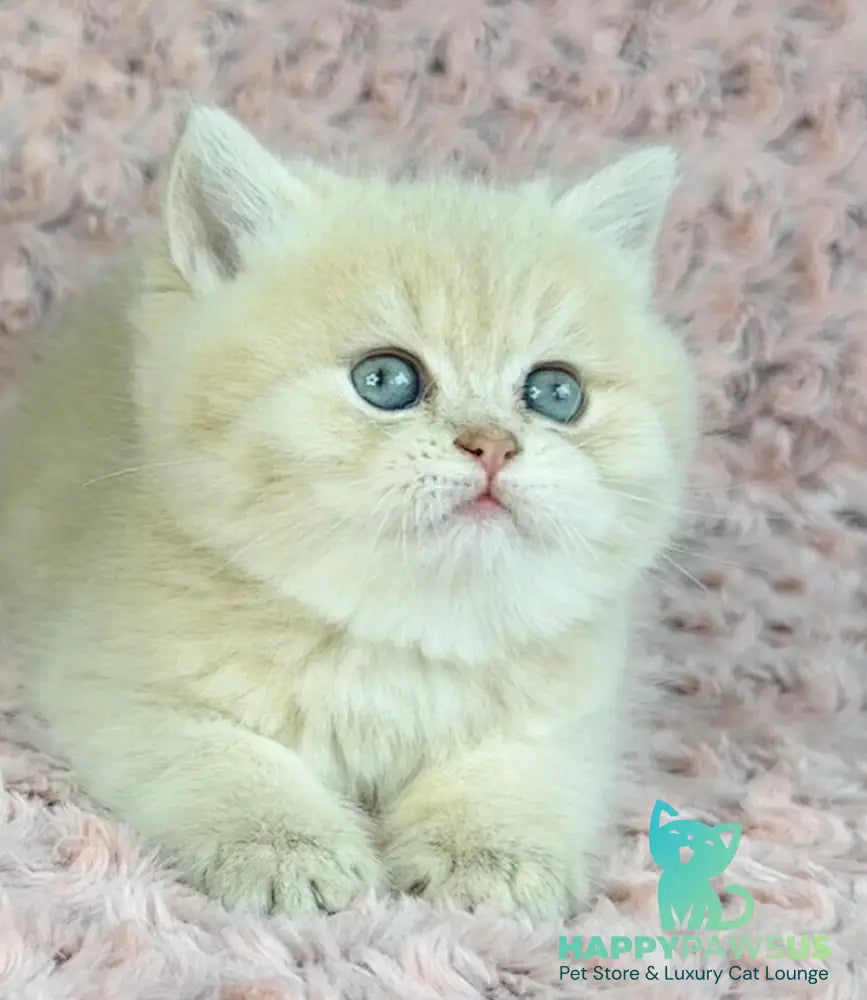 Beautiful Anita British Shorthair female lilac golden spotted tabby - live animals