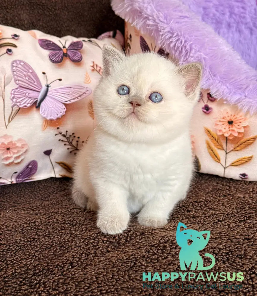 Beauty British Shorthair female fawn pointed - live animals