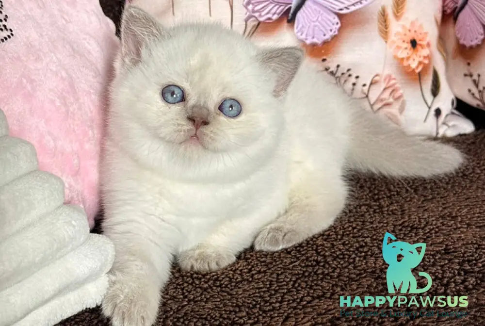 Beauty British Shorthair female fawn pointed - live animals