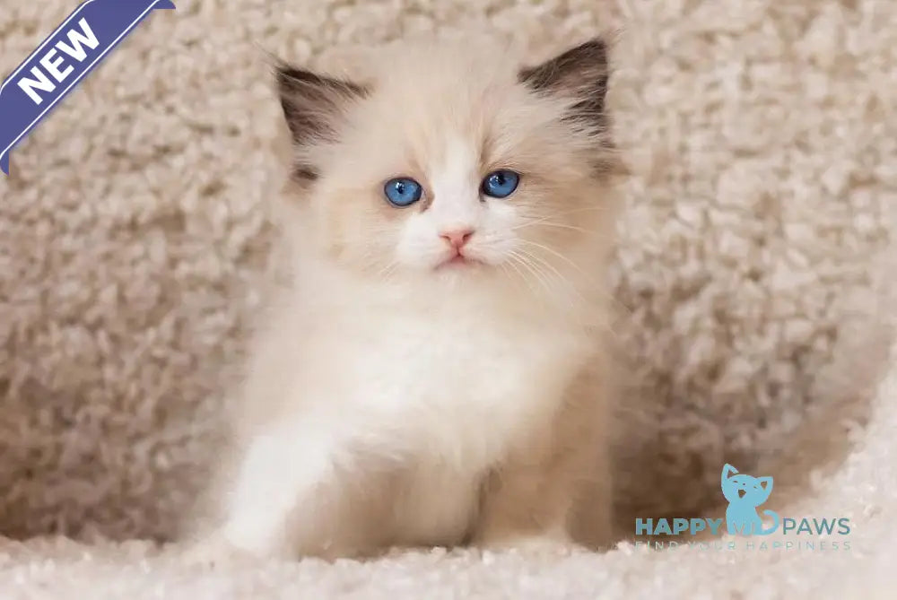Beauty Ragdoll female blue bicolour live animals