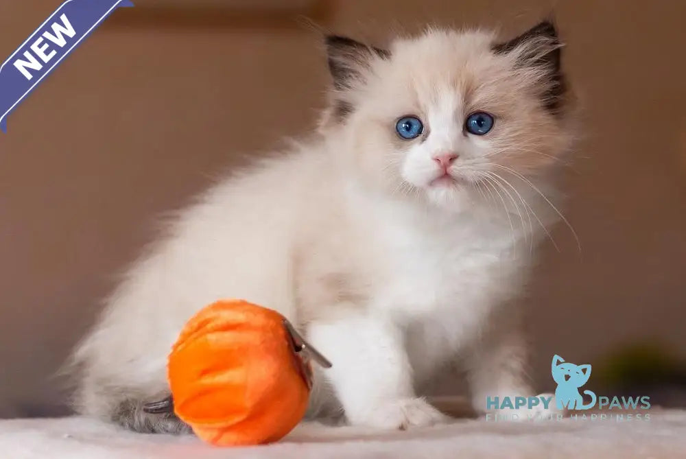 Beauty Ragdoll female blue bicolour live animals