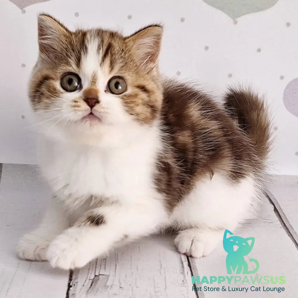 Beckham Scottish Straight male chocolate tabby bicolour - live animals
