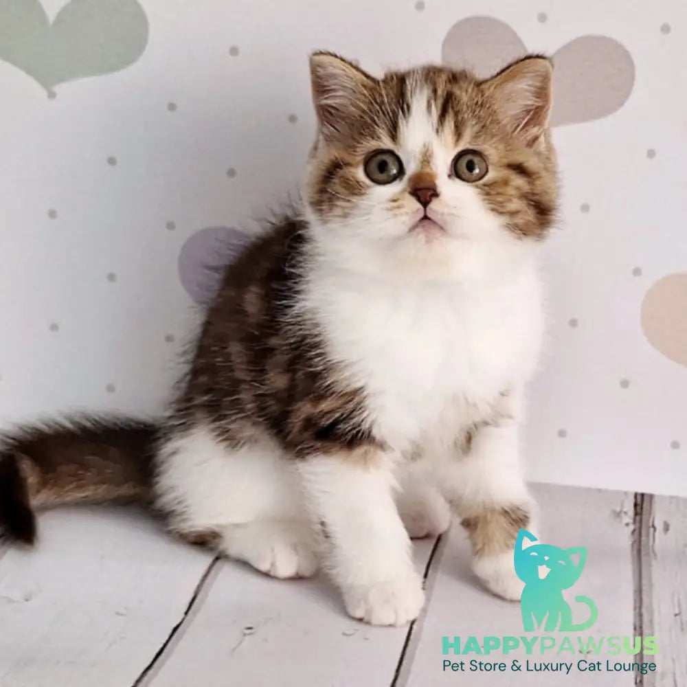 Beckham Scottish Straight male chocolate tabby bicolour - live animals