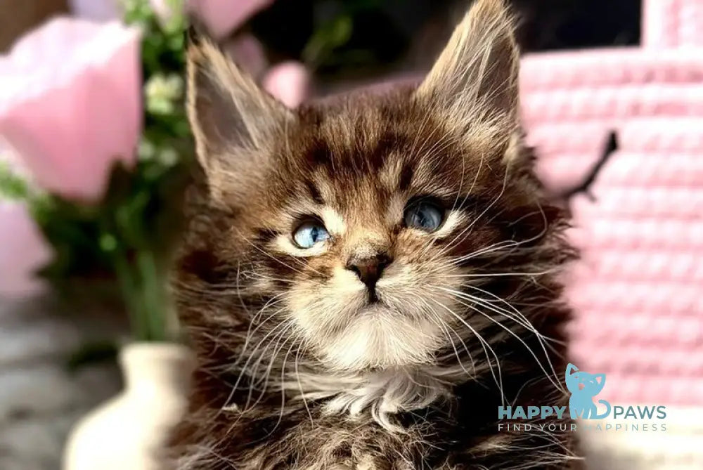 Beethoven Maine Coon male black with white tabby - live animals