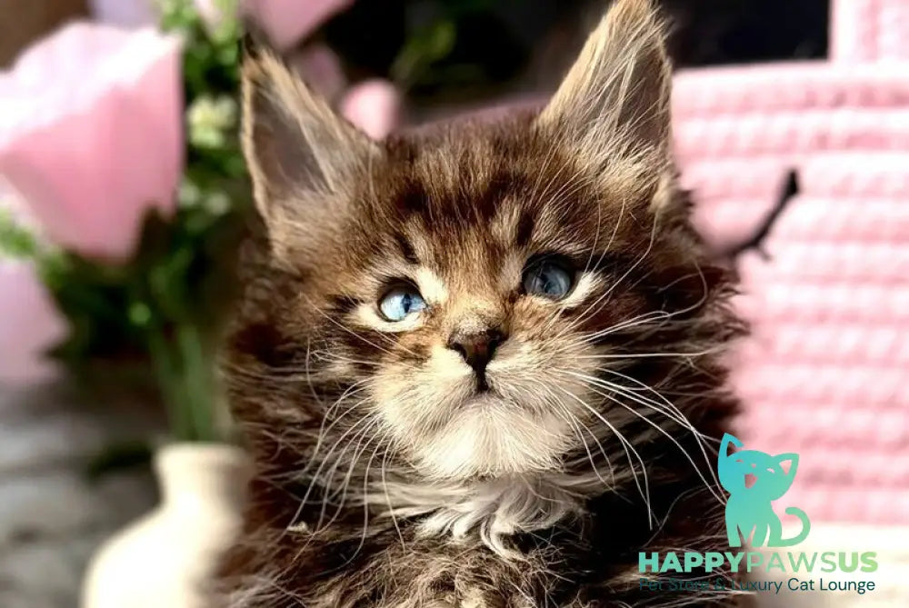 Beethoven Maine Coon male black with white tabby - live animals