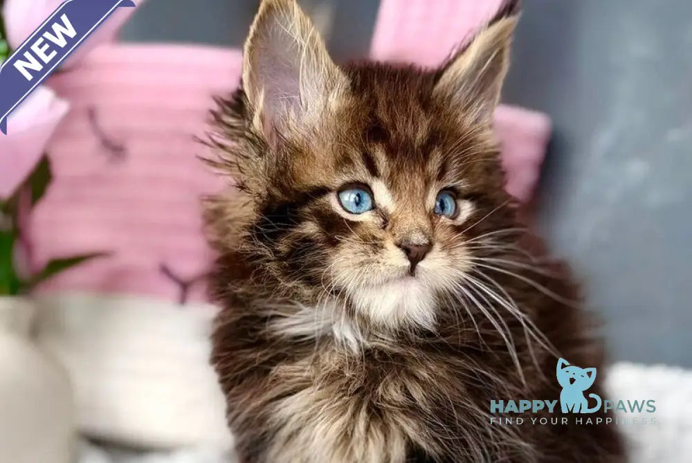 Beethoven Maine Coon male black with white tabby - live animals