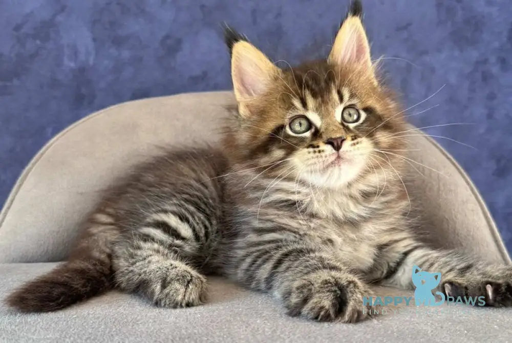 Befart Maine Coon female black spotted tabby - live animals