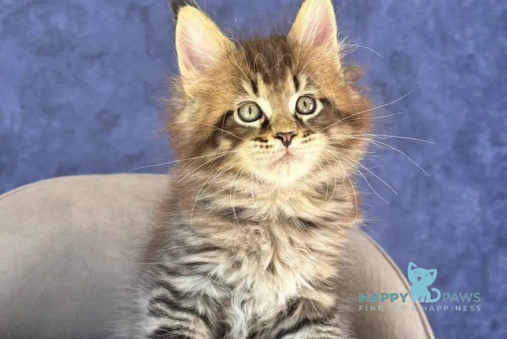 Befart Maine Coon female black spotted tabby - live animals