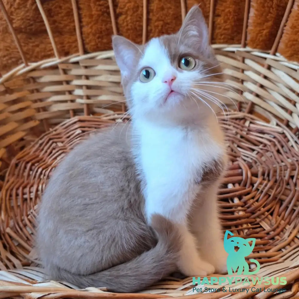 Beiley British Shorthair male cinnamon bicolour - live animals
