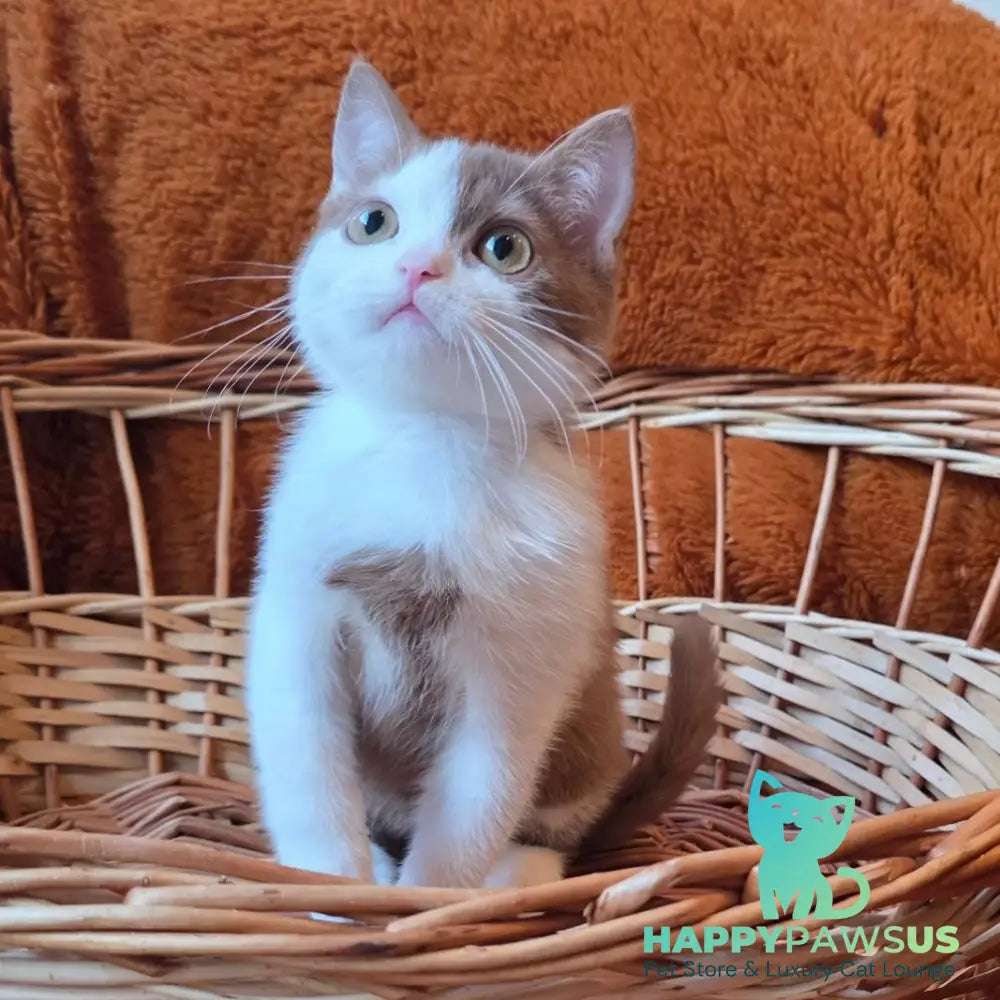 Beiley British Shorthair male cinnamon bicolour - live animals