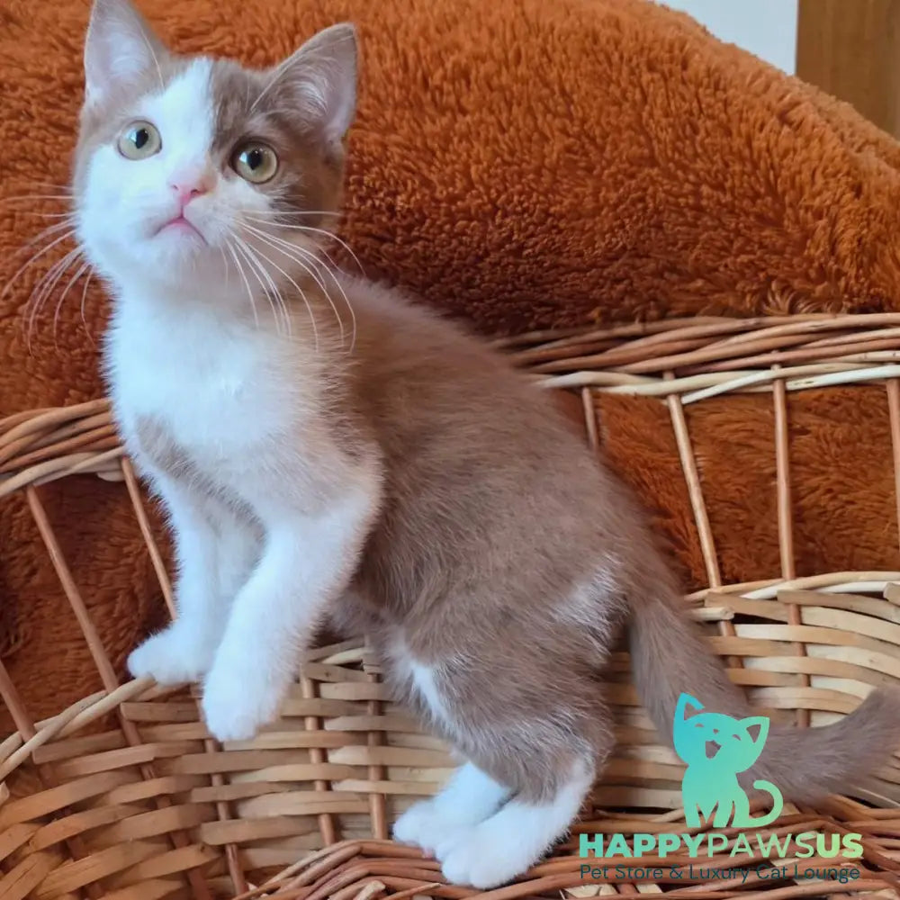 Beiley British Shorthair male cinnamon bicolour - live animals