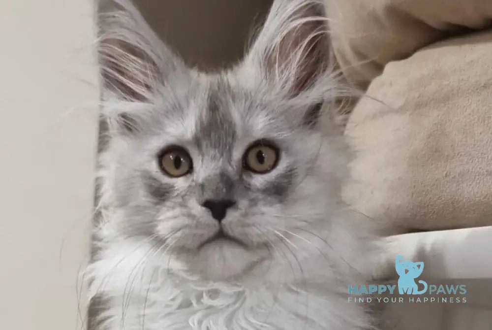 Belisa Maine Coon female black silver spotted tabby live animals