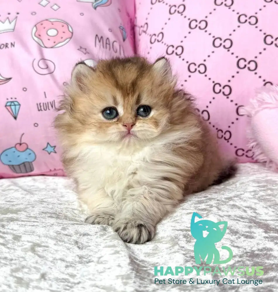 Bella British Longhair female black golden shaded - live animals
