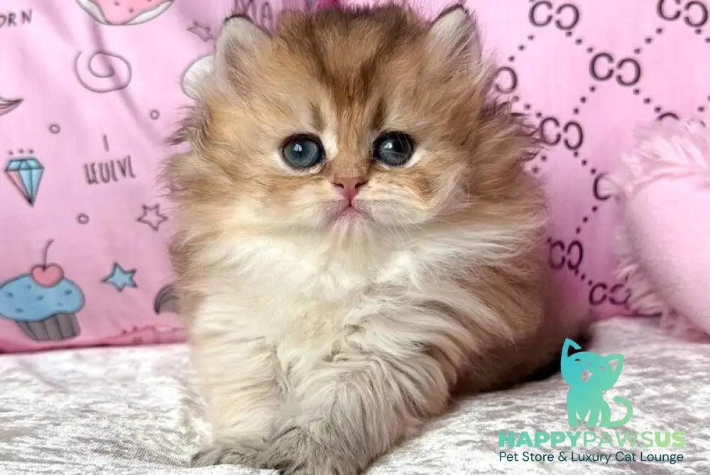 Bella British Longhair female black golden shaded - live animals