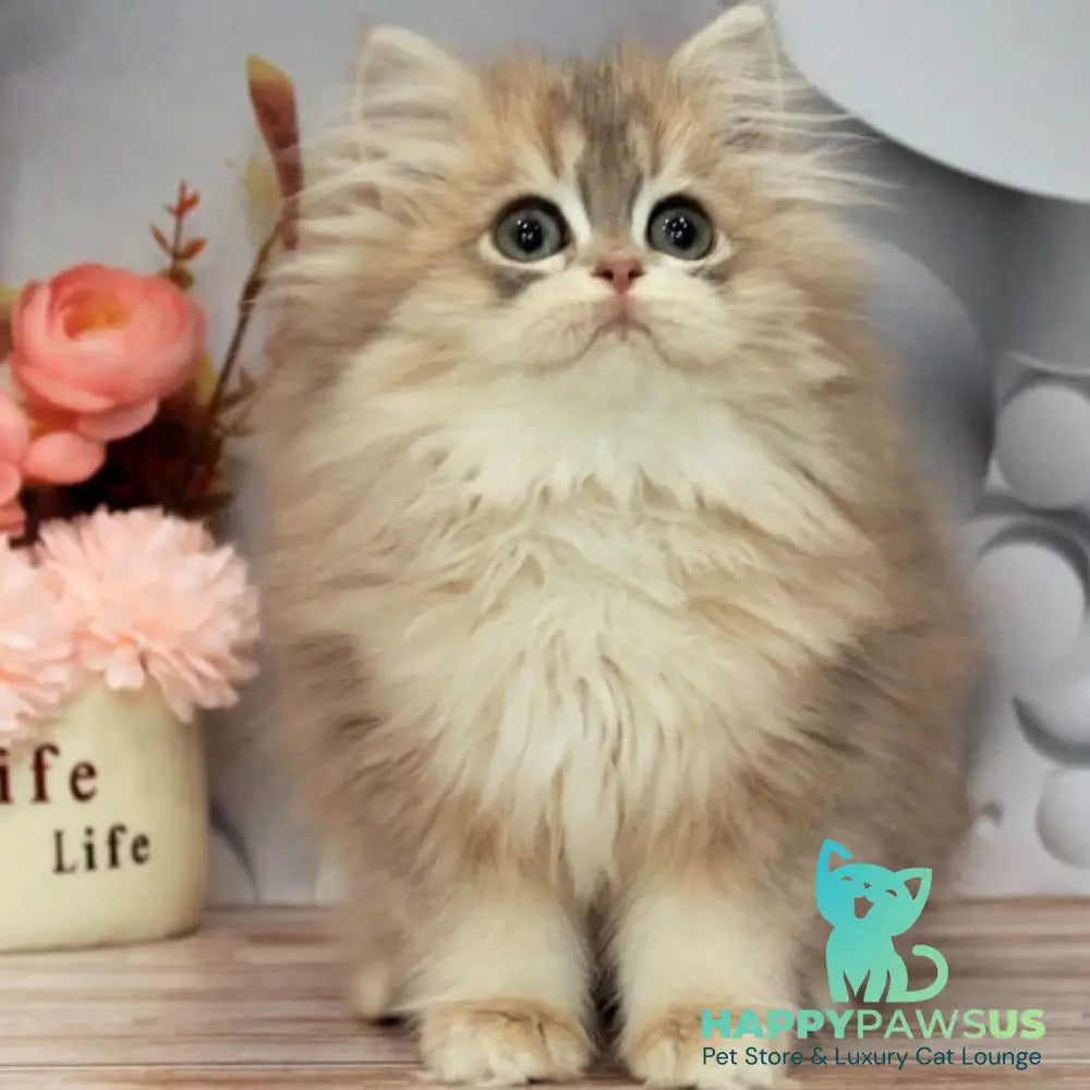 Bella British Longhair female blue golden shaded - live animals