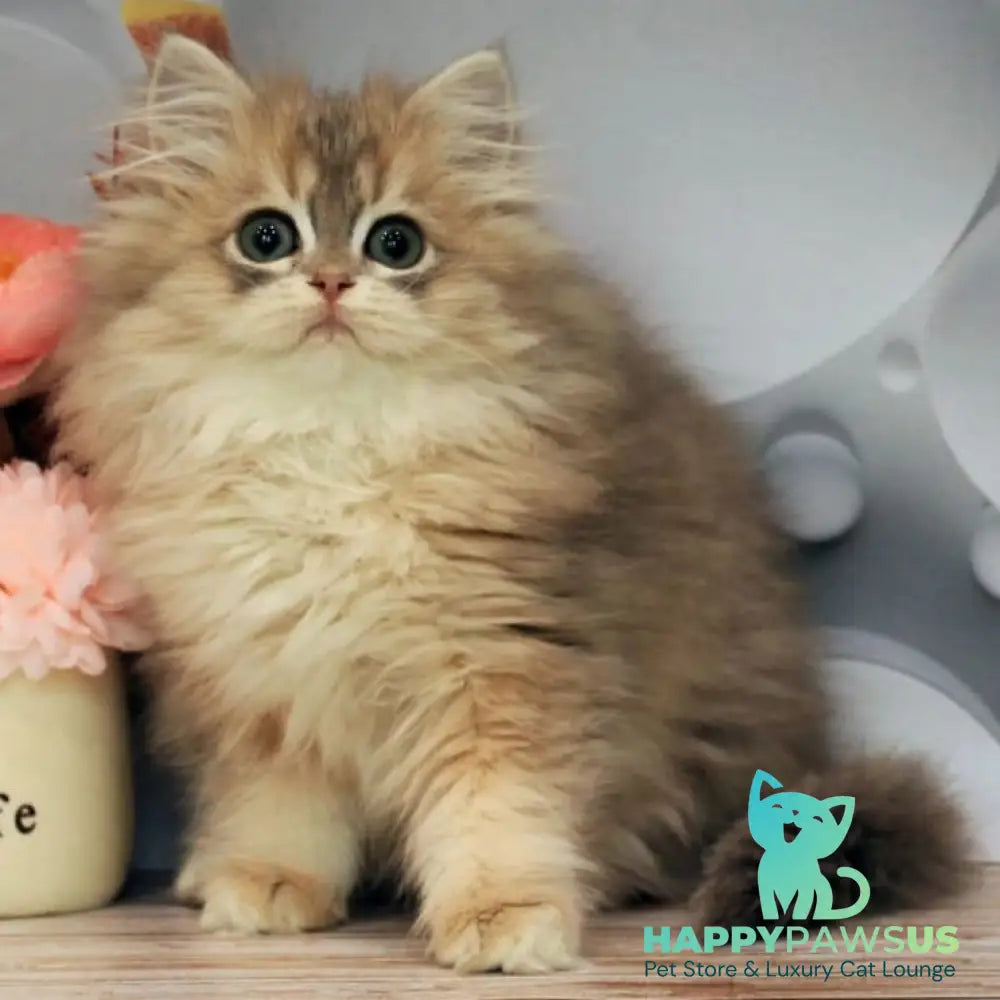 Bella British Longhair female blue golden shaded - live animals