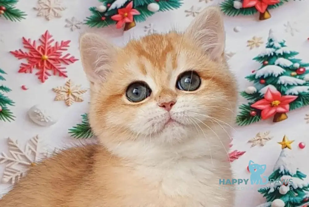 Bella British Shorthair female black golden chinchilla live animals