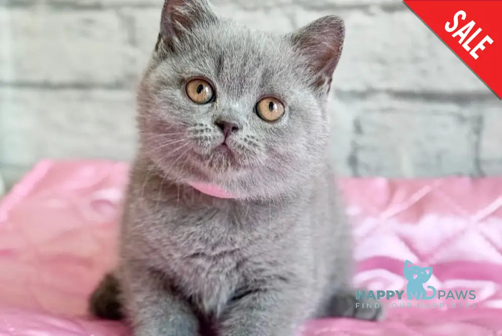Bella British Shorthair female blue live animals