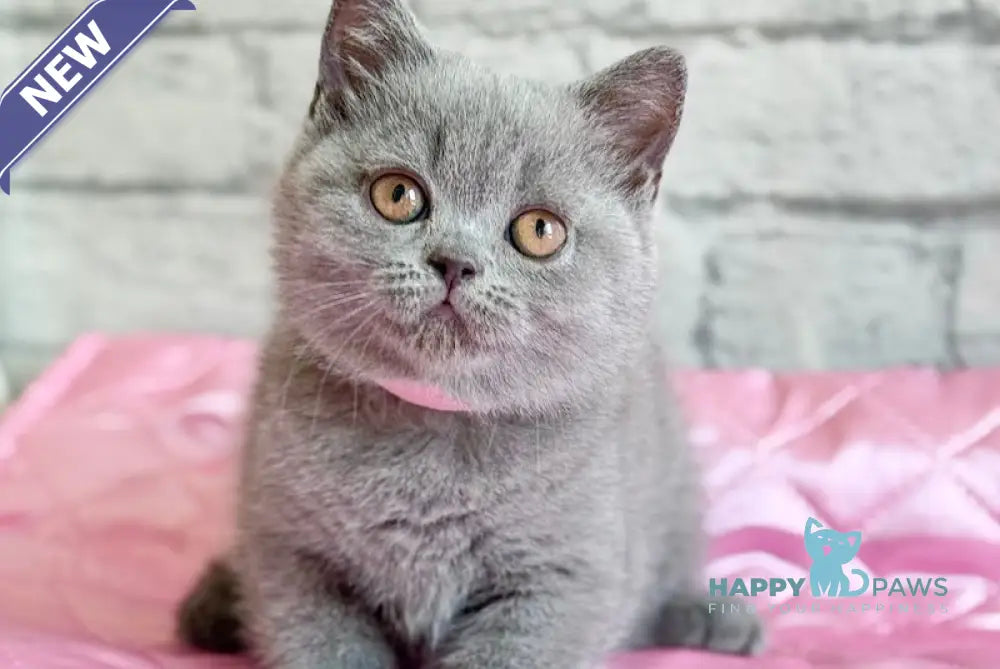 Bella British Shorthair female blue live animals