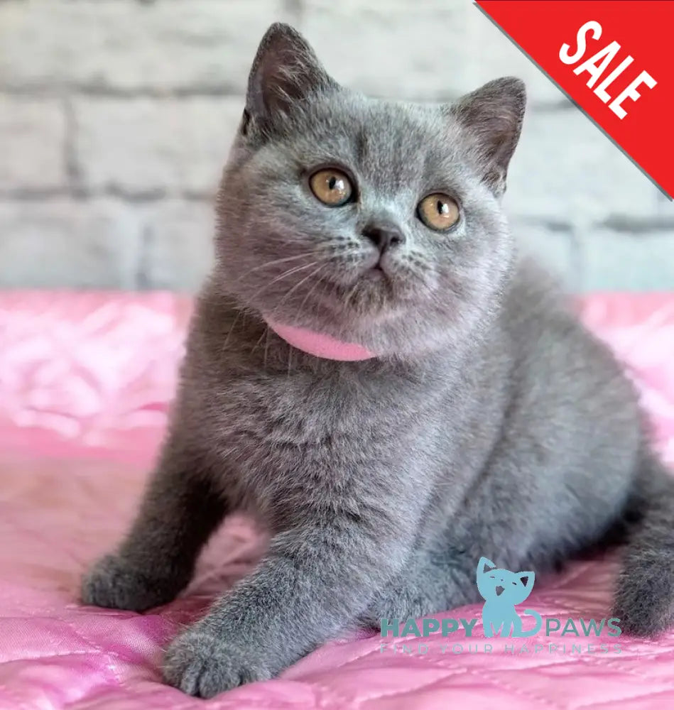 Bella British Shorthair female blue live animals