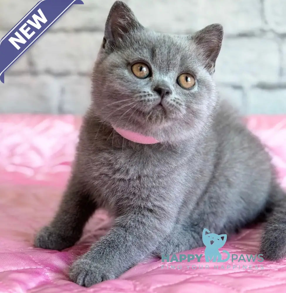 Bella British Shorthair female blue live animals