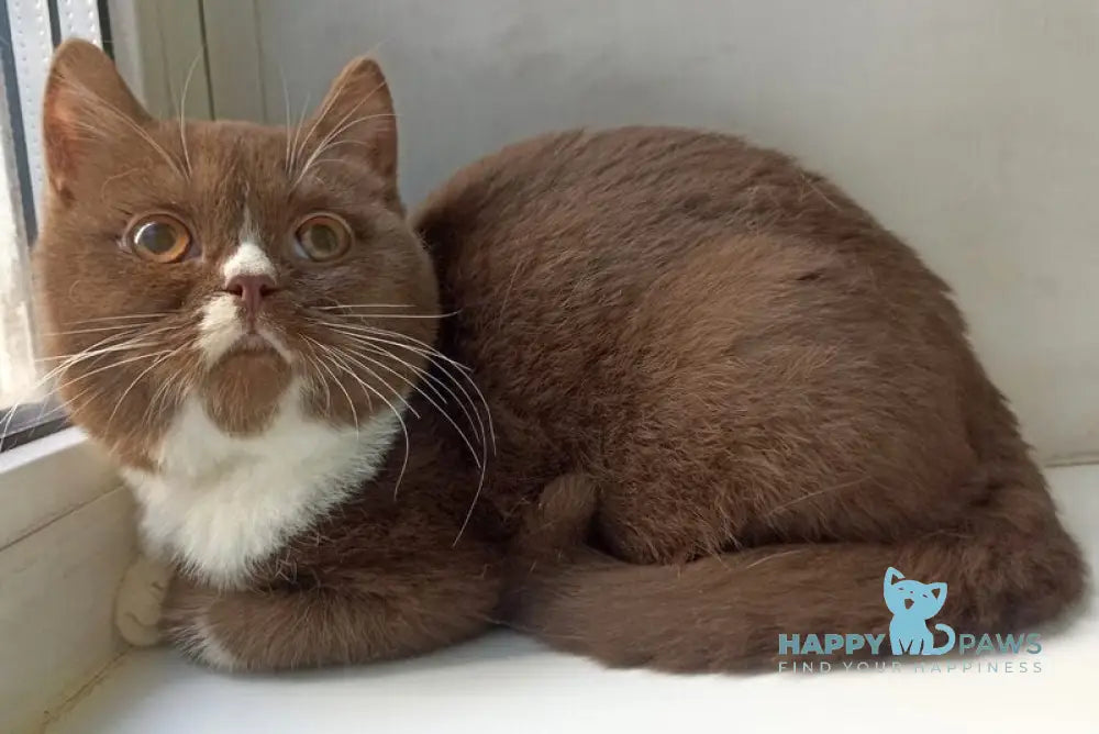 Bella British Shorthair female cinnamon bicolour live animals