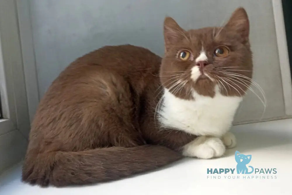 Bella British Shorthair female cinnamon bicolour live animals