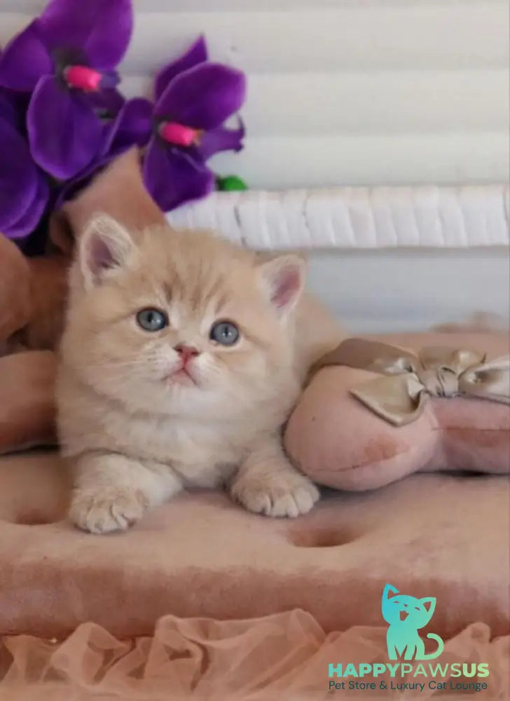 Bella British Shorthair female lilac golden shaded - live animals