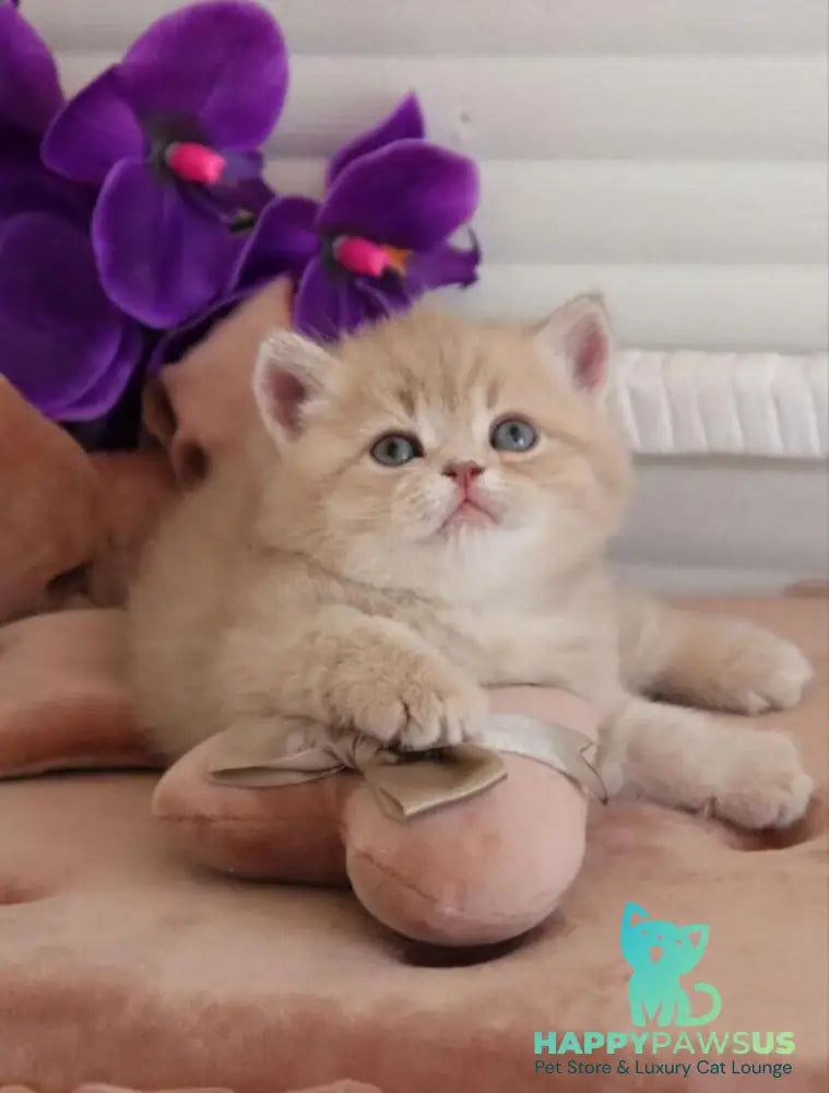 Bella British Shorthair female lilac golden shaded - live animals