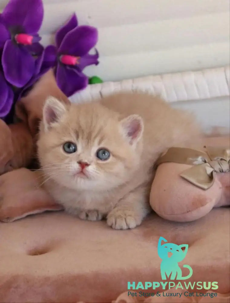 Bella British Shorthair female lilac golden shaded - live animals