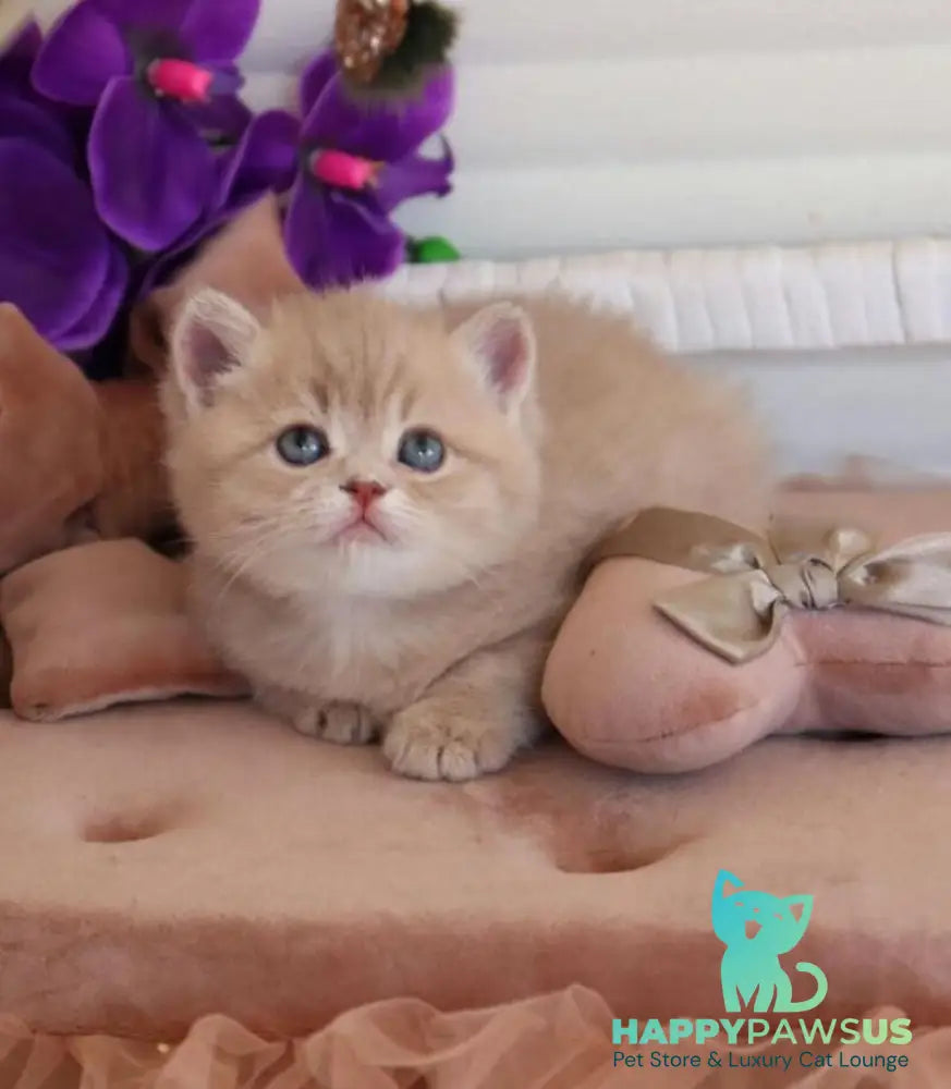 Bella British Shorthair female lilac golden shaded - live animals