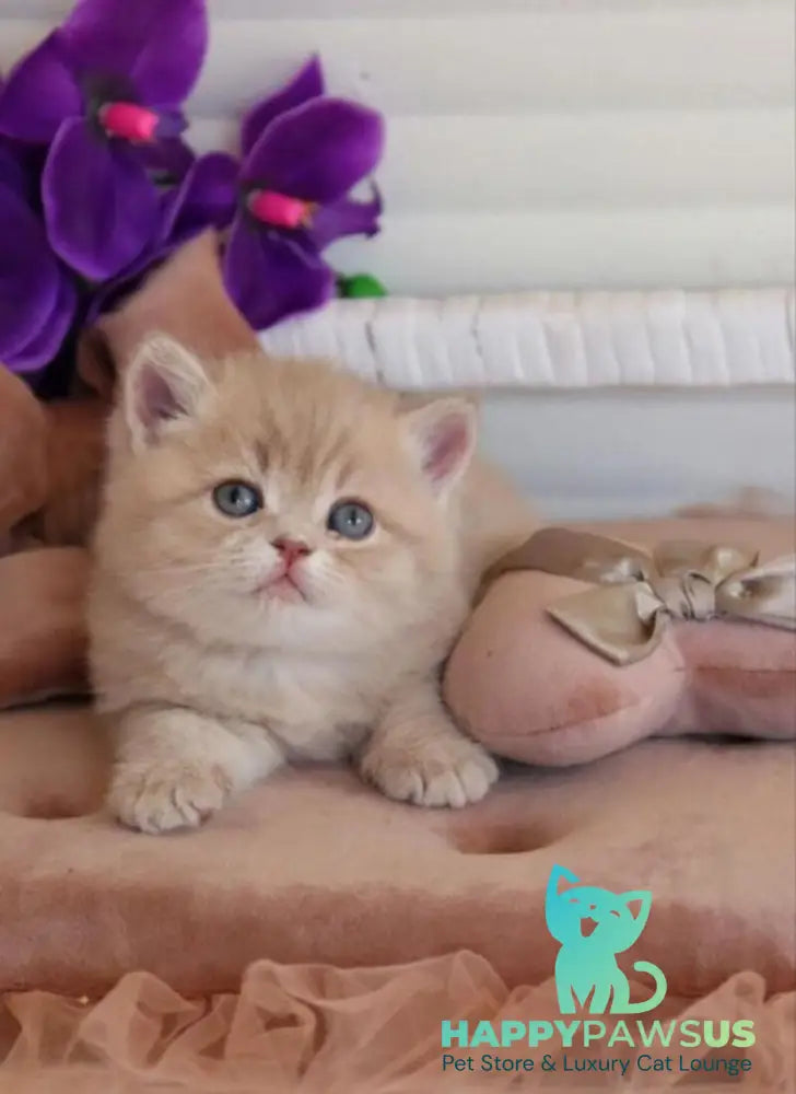 Bella British Shorthair female lilac golden shaded - live animals
