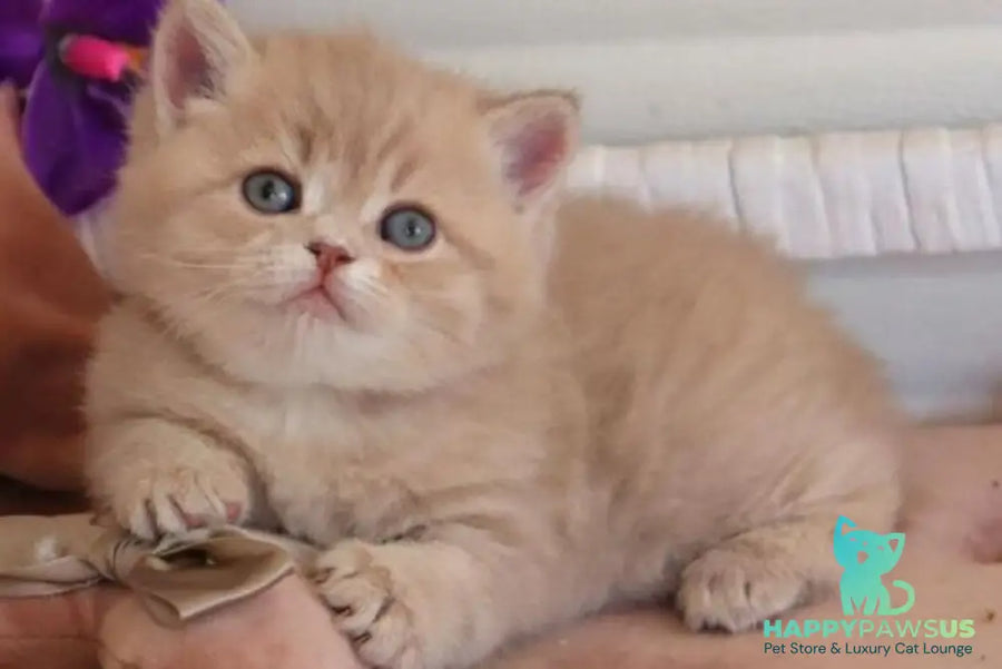 Bella British Shorthair female lilac golden shaded - live animals