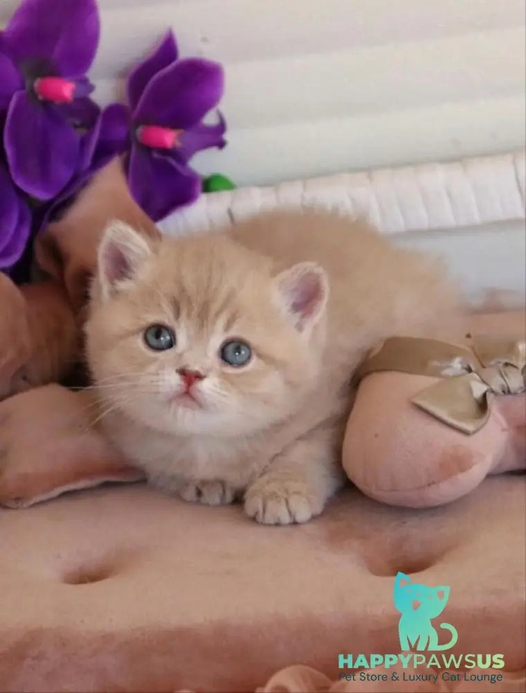Bella British Shorthair female lilac golden shaded - live animals