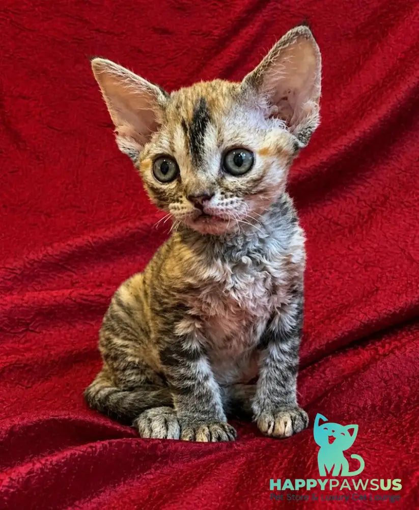 Bella Devon Rex female black tortie spotted tabby - live animals