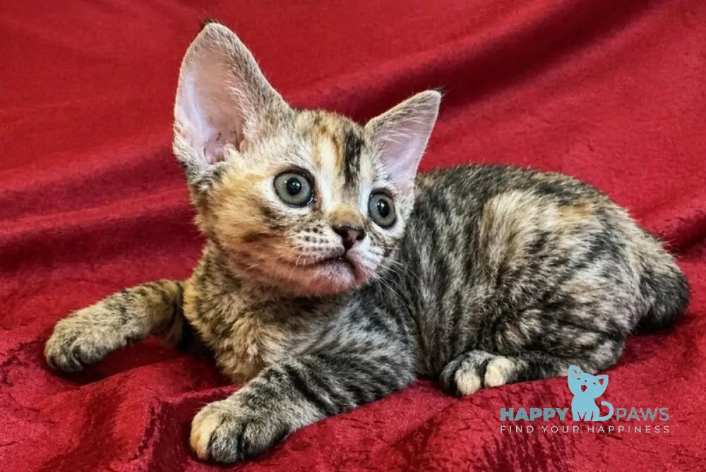 Bella Devon Rex female black tortie spotted tabby - live animals