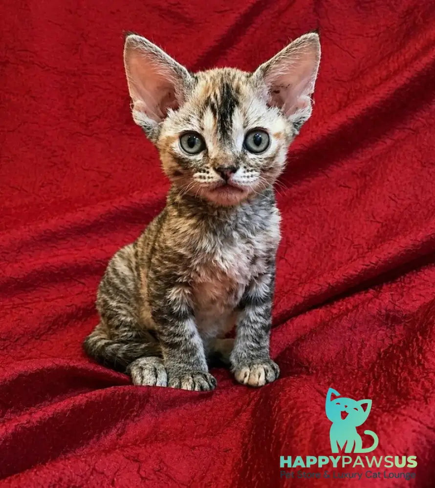 Bella Devon Rex female black tortie spotted tabby - live animals