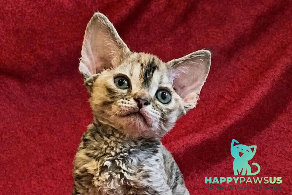Bella Devon Rex female black tortie spotted tabby - live animals